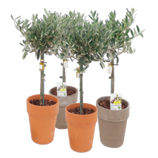 Olijfboom in terracotta